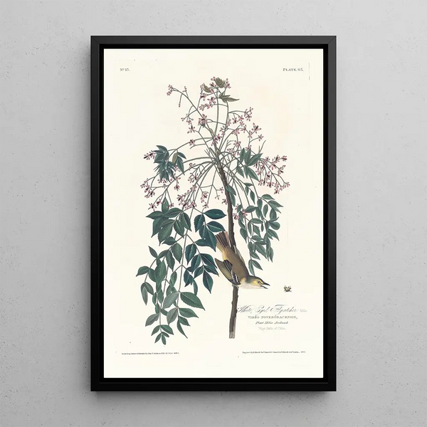 John James Audubon - White eyed flycatcher.webp