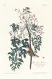 Moucherolle à yeux blancs - John James Audubon — weergave van het kunstwerk