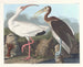 Ibis wit - John James Audubon — weergave van het kunstwerk