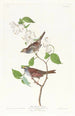 Bruant à gorge blanche - John James Audubon — weergave van het kunstwerk