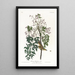 Moucherolle of viréo à yeux blancs - John James Audubon — ingelijst kunstwerk aan de muur