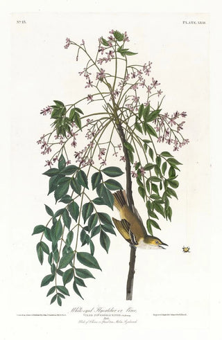 John James Audubon - Whiteeyed flycatcher or vireo.webp
