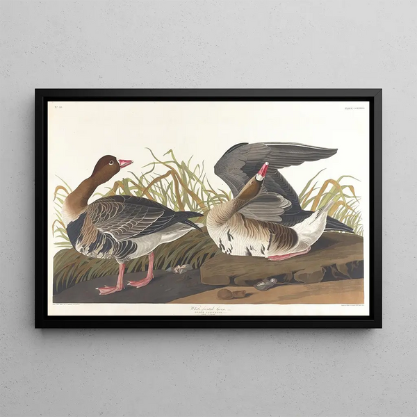 Eend met witte voorkant - John James Audubon — ingelijst kunstwerk aan de muur