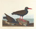 Huîtrier à pattes blanches Huîtrier à bec fin - John James Audubon — weergave van het kunstwerk