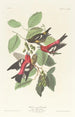 Bec-croisé bifascié - John James Audubon — weergave van het kunstwerk