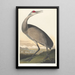 Grue blanche - John James Audubon — ingelijst kunstwerk aan de muur