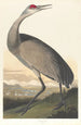 Grue blanche - John James Audubon — weergave van het kunstwerk