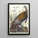 Dindon sauvage - John James Audubon — ingelijst kunstwerk aan de muur