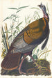 Dindon sauvage - John James Audubon — weergave van het kunstwerk