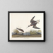 Phalarope van Wilson - John James Audubon — ingelijst kunstwerk aan de muur