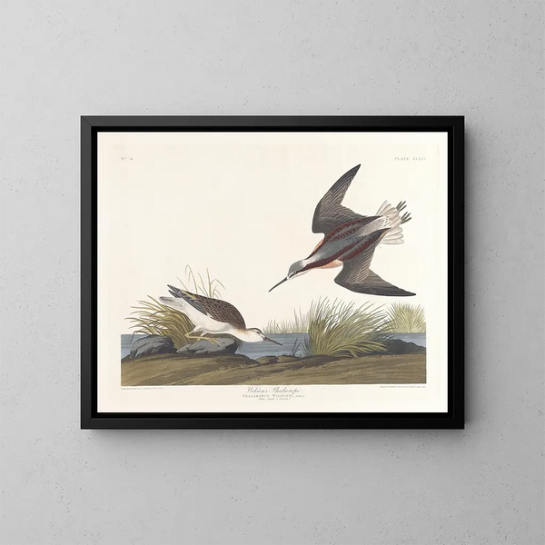 Phalarope van Wilson - John James Audubon — ingelijst kunstwerk aan de muur