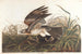 Winter Falcon - John James Audubon — artwork view