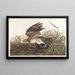 Winter Falcon - John James Audubon — framed artwork on a wall