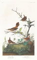 Troglodyte d'hiver - John James Audubon — weergave van het kunstwerk