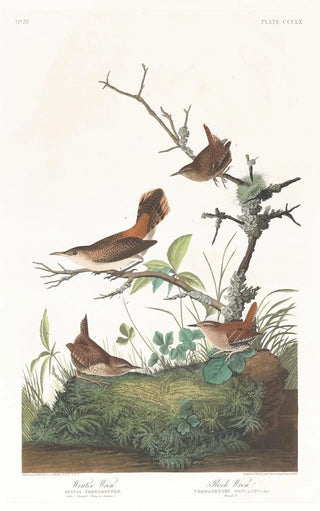 John James Audubon - Winter wren.webp