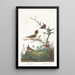 Troglodyte d'hiver - John James Audubon — ingelijst kunstwerk aan de muur