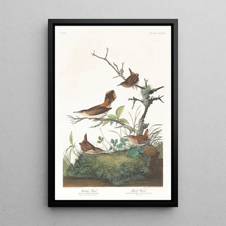 John James Audubon - Winter wren.webp