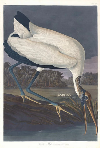 John James Audubon - Wood ibis.webp