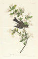 Pioui des bois - John James Audubon — weergave van het kunstwerk