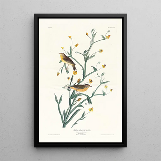 John James Audubon - Yellow redpoll warbler.webp