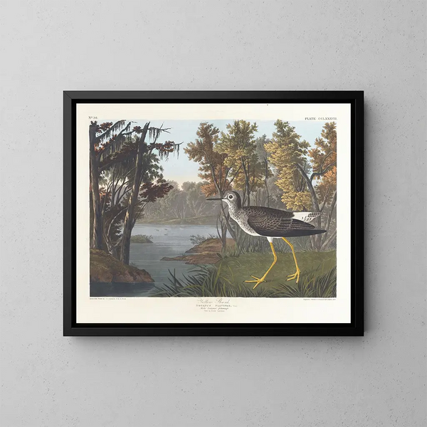 Gele Voet - John James Audubon — ingelijst kunstwerk aan de muur
