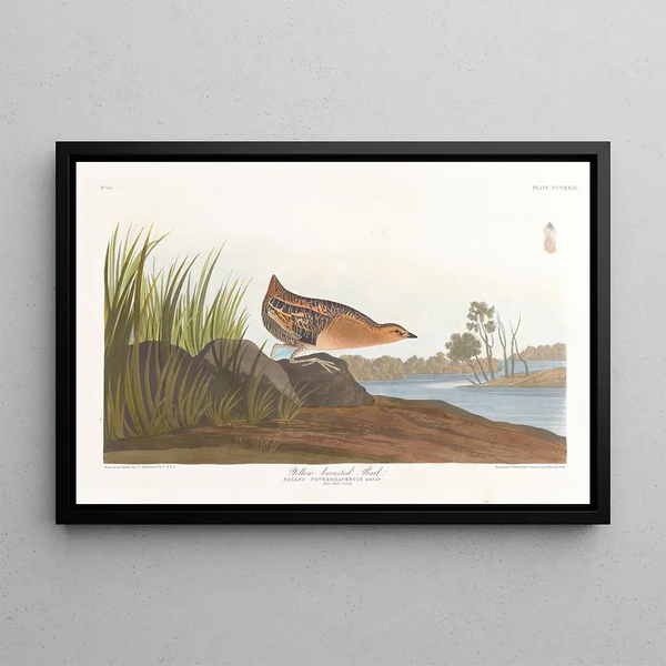 Râle à poitrine jaune - John James Audubon — ingelijst kunstwerk aan de muur