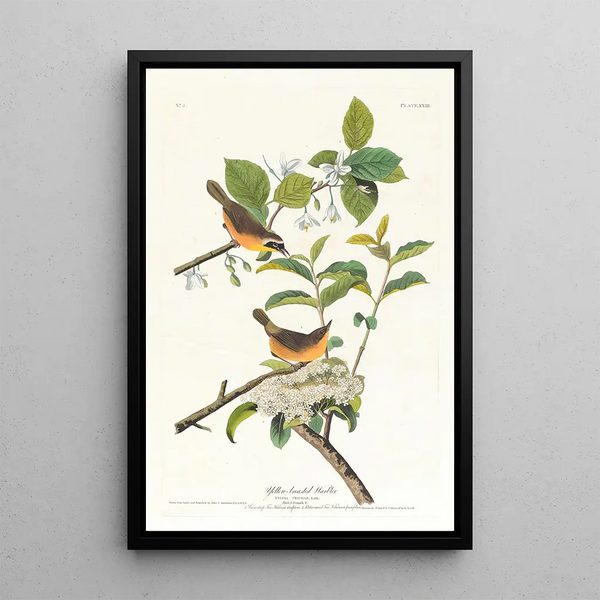 John James Audubon - Yellowbreasted warbler.webp
