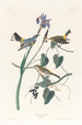 Gele Kroonparuline - John James Audubon — weergave van het kunstwerk