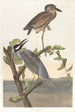 Kroonreiger - John James Audubon — weergave van het kunstwerk