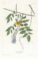 Paruline à calotte jaune - John James Audubon — weergave van het kunstwerk