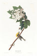 Viréo à gorge jaune - John James Audubon — weergave van het kunstwerk