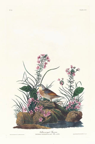 John James Audubon - Yellowwinged sparrow.webp