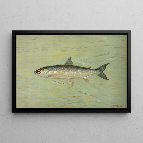 Le Cisco du lac Léman, Wis Argyrocomus artedi sisco - John L. Petrie — framed artwork on a wall