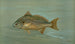 Le Kingfish Whiting of Barb Mentichirrhus nebulosus - John L.. Petrie — weergave van het kunstwerk