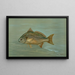 Le Kingfish Whiting of Barb Mentichirrhus nebulosus - John L.. Petrie — ingelijst kunstwerk aan de muur