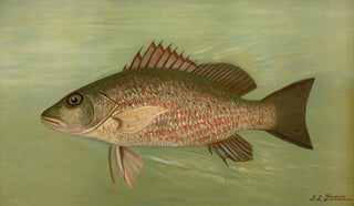 John L Petrie - The Mangrove Snapper Lutjanus griseus.webp