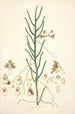 Collectanea botanica Pl06 - John Lindley — weergave van het kunstwerk