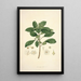 Collectanea botanica Pl09 - John Lindley — ingelijst kunstwerk aan de muur
