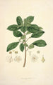 Collectanea botanica Pl09 - John Lindley — weergave van het kunstwerk