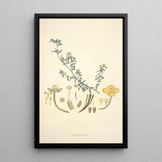 John Lindley - Collectanea botanica Pl10.webp