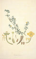 Collectanea botanica Pl10 - John Lindley — weergave van het kunstwerk