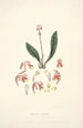 Collectanea botanica Pl15 - John Lindley — weergave van het kunstwerk