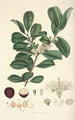 Collectanea botanica Pl16 - John Lindley — weergave van het kunstwerk