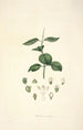 Collectanea botanica Pl17 - John Lindley — weergave van het kunstwerk