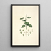 Collectanea botanica Pl17 - John Lindley — ingelijst kunstwerk aan de muur