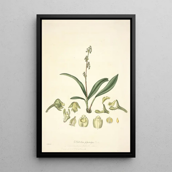 John Lindley - Collectanea botanica Pl20.webp