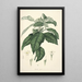 Collectanea botanica Pl21 - John Lindley — ingelijst kunstwerk aan de muur