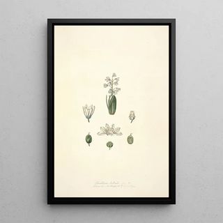 John Lindley - Collectanea botanica Pl24.webp