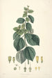 Collectanea botanica Pl29 - John Lindley — weergave van het kunstwerk