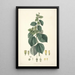 Collectanea botanica Pl29 - John Lindley — ingelijst kunstwerk aan de muur